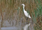Kleine zilverreiger   A.Bender : SPANJE 2012 60D